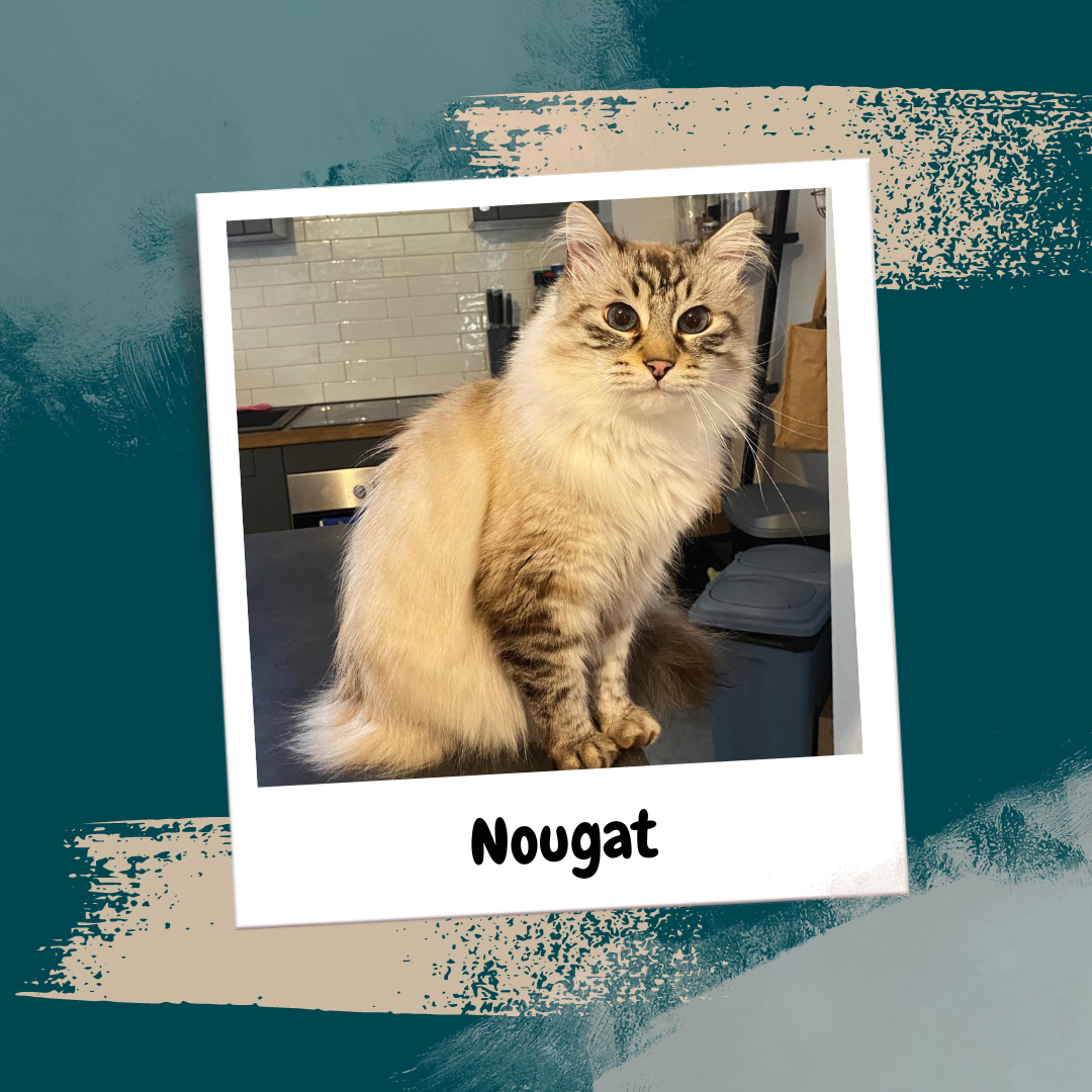 Beige Aesthetic Feminine Lifestyle Polaroid Photo Frame Instagram Post