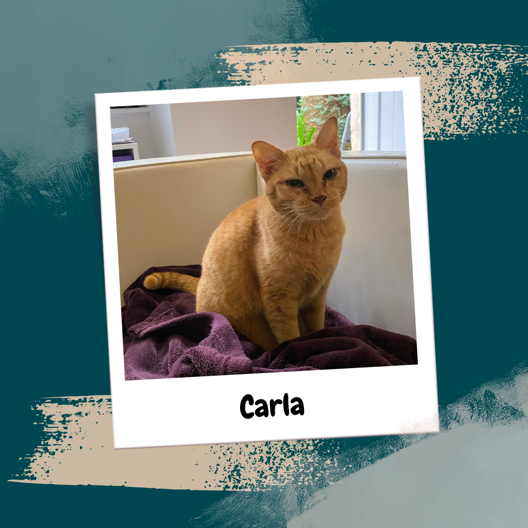 Beige Aesthetic Feminine Lifestyle Polaroid Photo Frame Instagram Post (22)