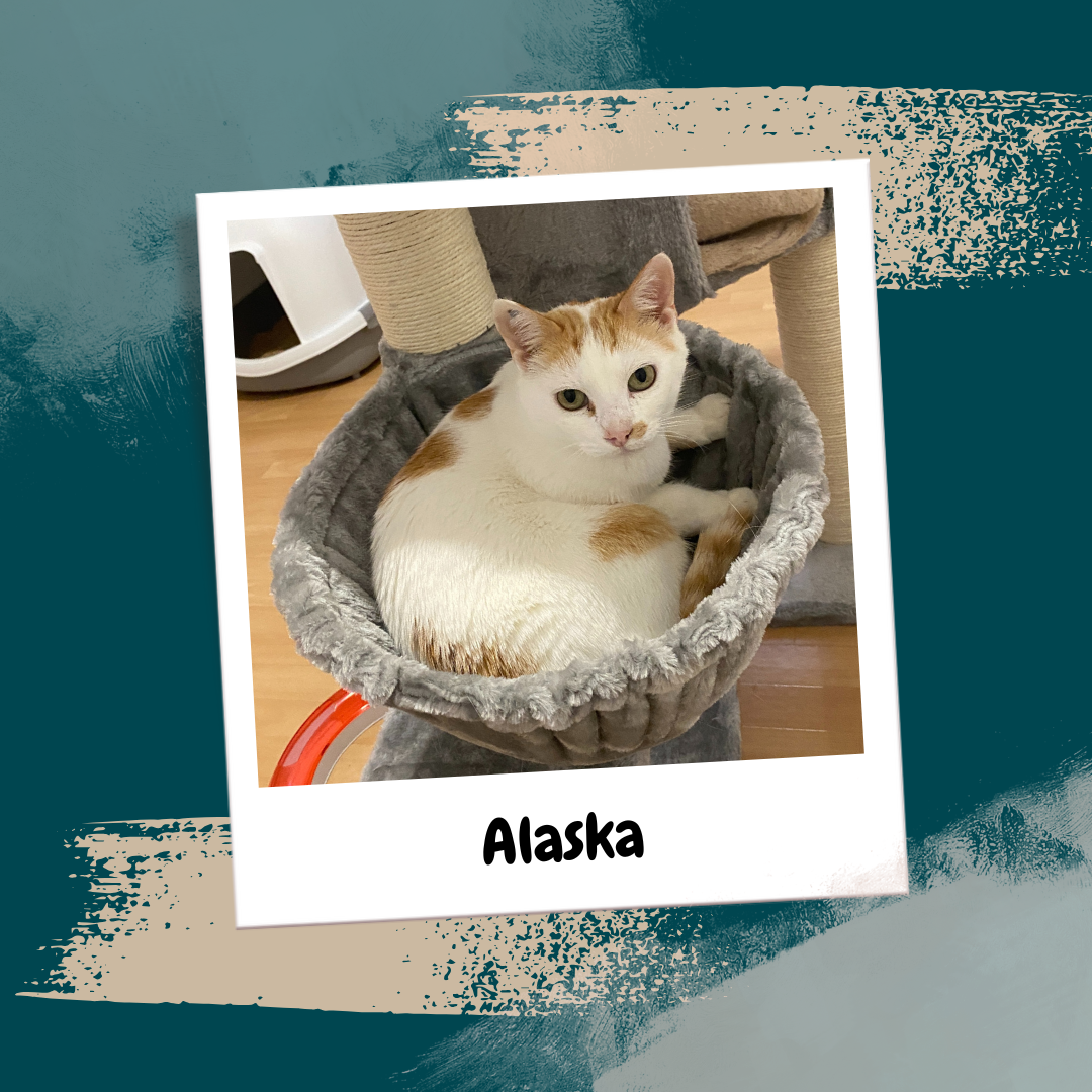 Beige Aesthetic Feminine Lifestyle Polaroid Photo Frame Instagram Post (23)