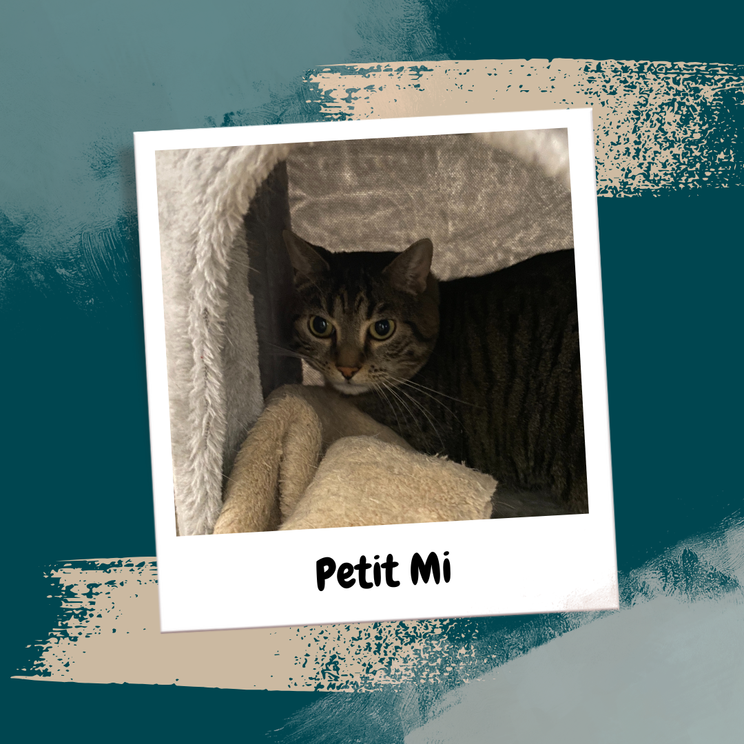 Beige Aesthetic Feminine Lifestyle Polaroid Photo Frame Instagram Post (24)