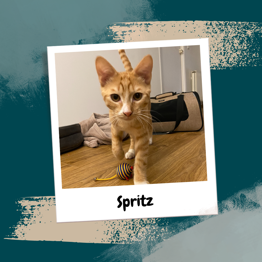 Beige Aesthetic Feminine Lifestyle Polaroid Photo Frame Instagram Post (20)