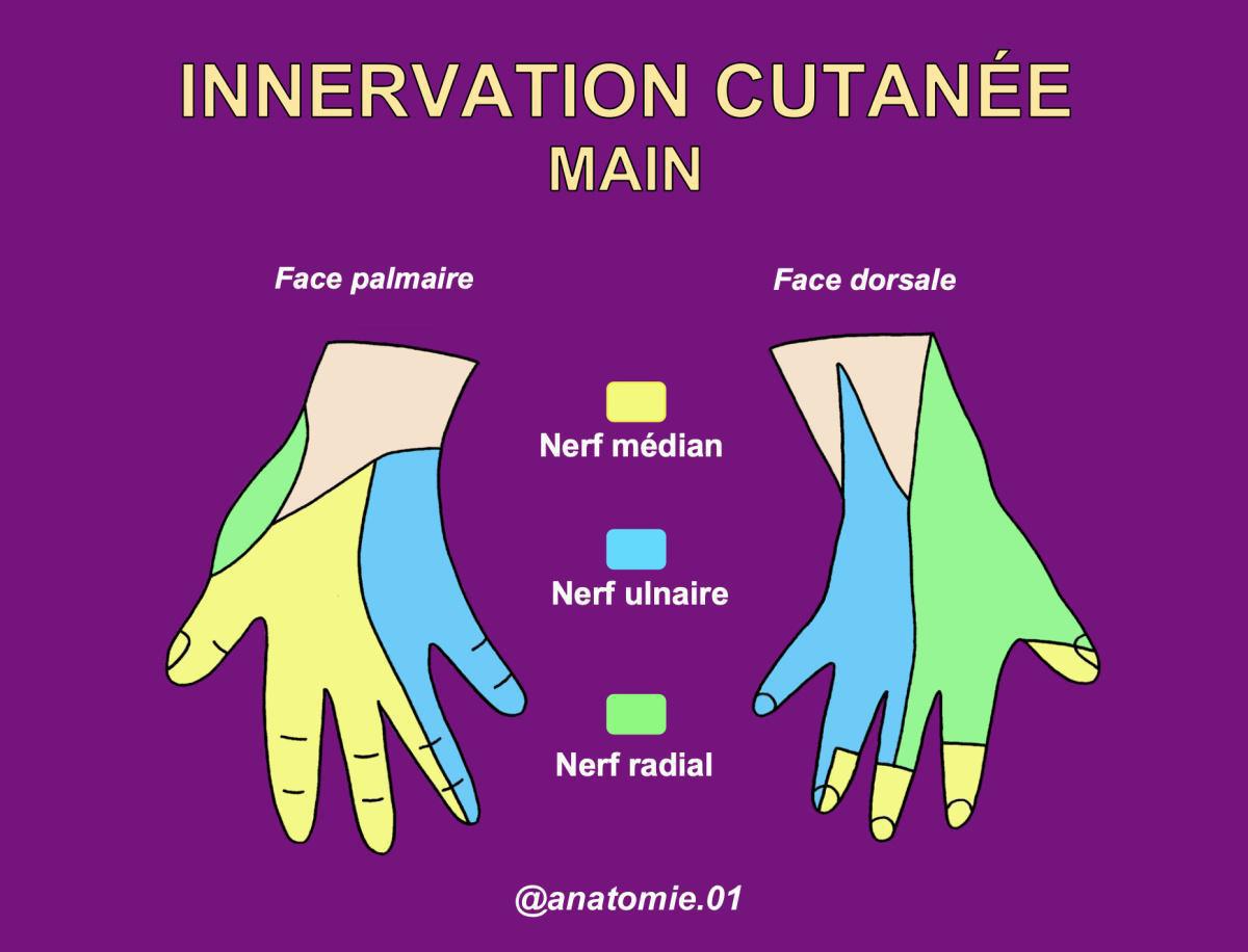 Plaies de la main Plaies de la main