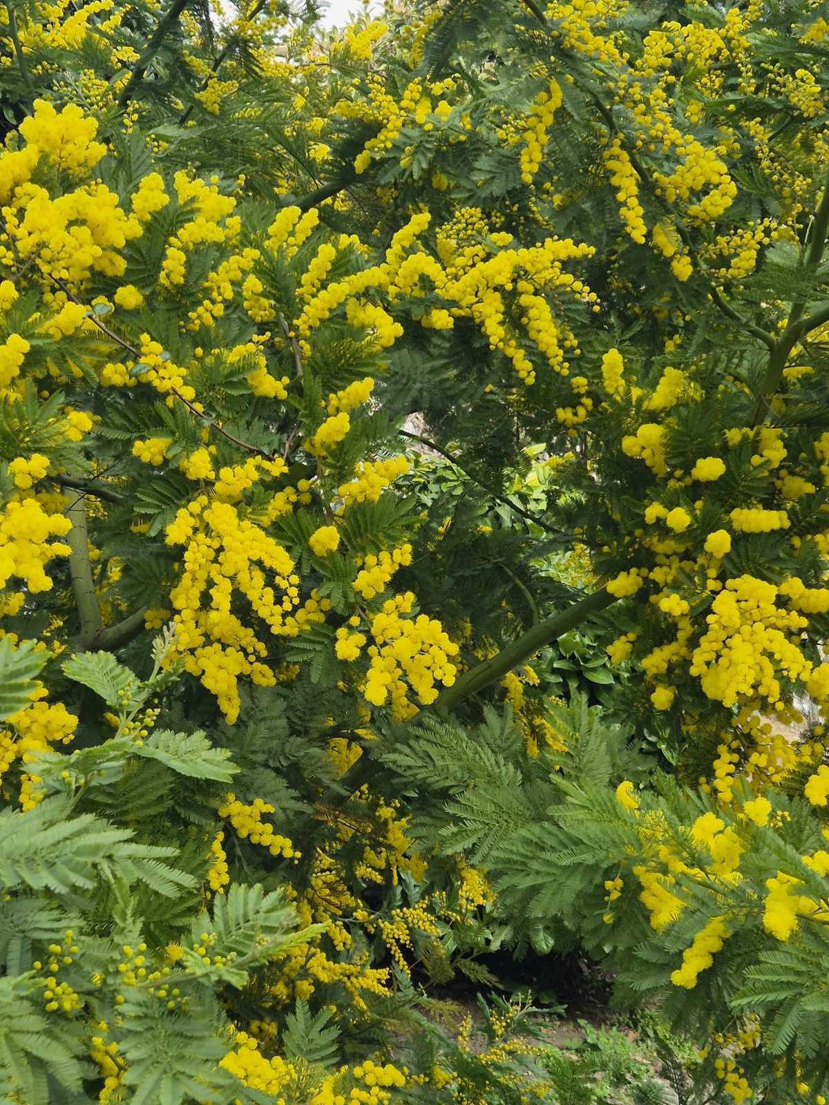 8 Marzo: MIMOSE: autofinanziamento Adolescenti