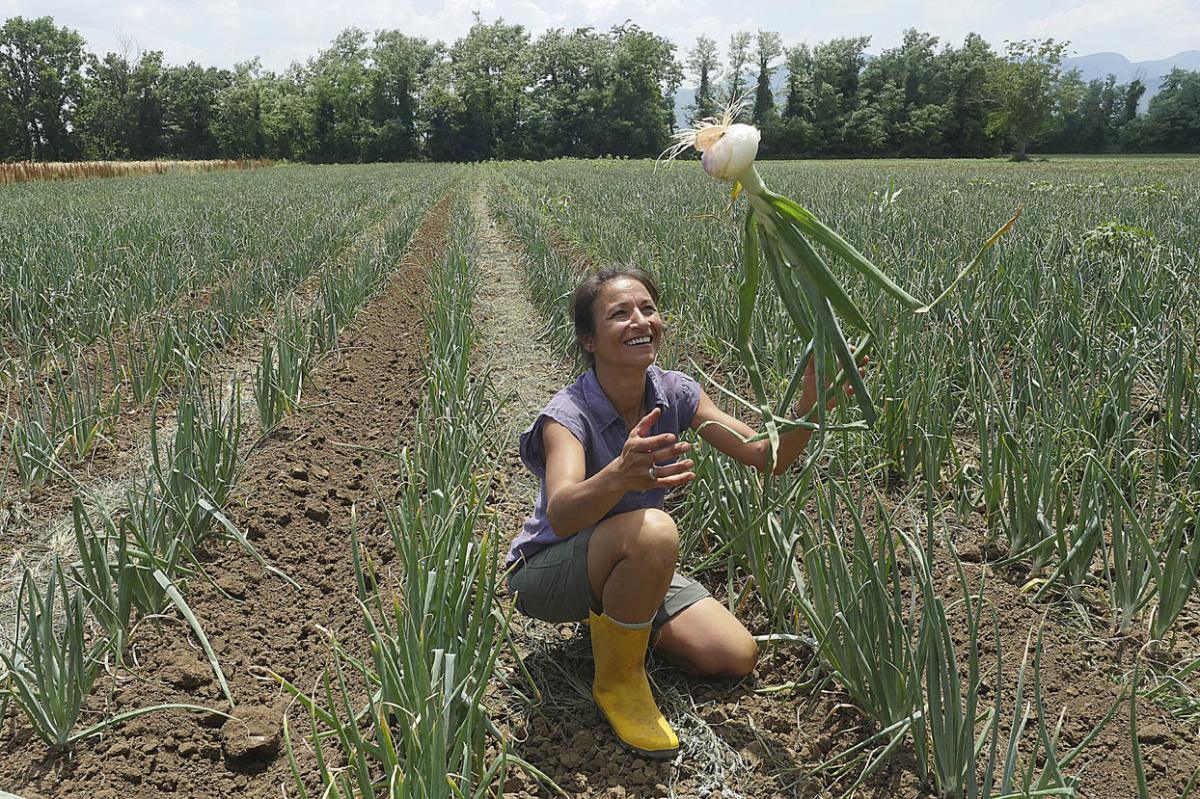Azienda Agricola Antonietta Melillo – La cipolla di Alife Azienda Agricola Antonietta Melillo – La cipolla di Alife