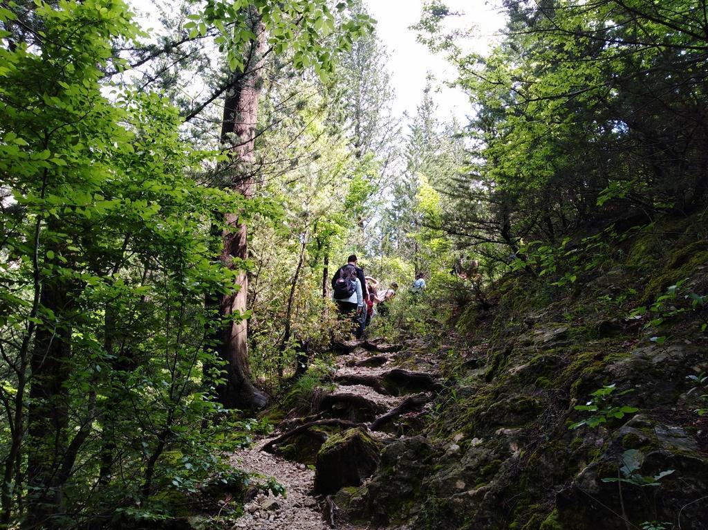 Cipresseta di Fontegreca Cipresseta di Fontegreca