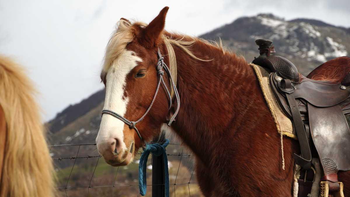 Pascale Ranch Pascale Ranch