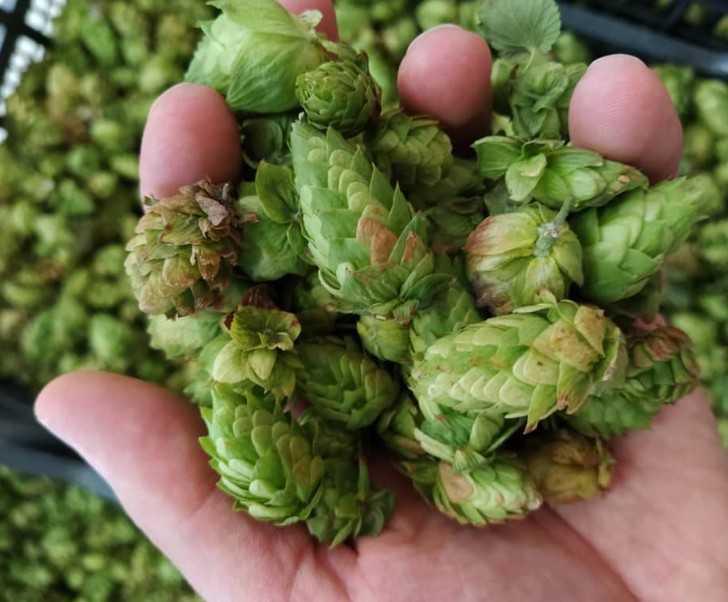 Brasseria del Matese Brasseria del Matese