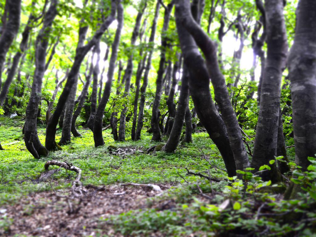 Bocca della Selva - Monte Mutria Bocca della Selva - Monte Mutria
