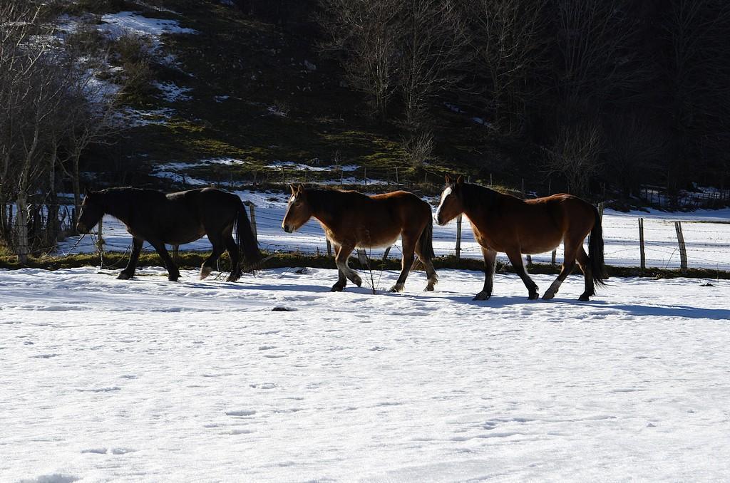 Capo di Campo - Concone delle Rose Classica Capo di Campo - Concone delle Rose Classica