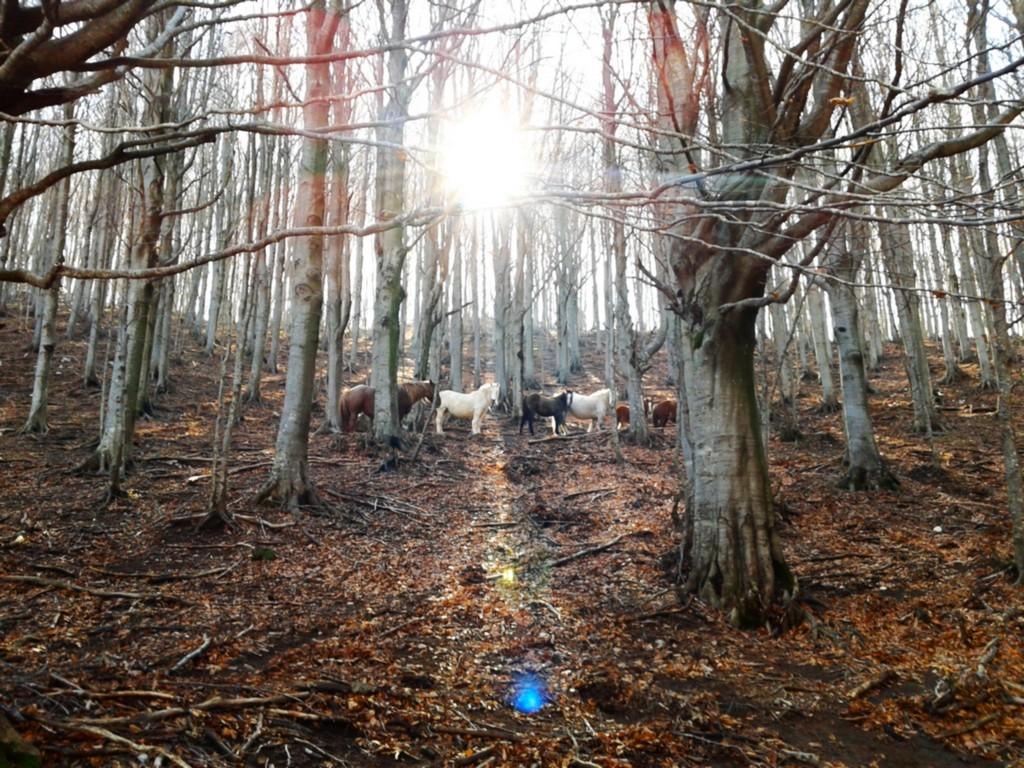 EcoCampus Monte Orso - Pianellone EcoCampus Monte Orso - Pianellone