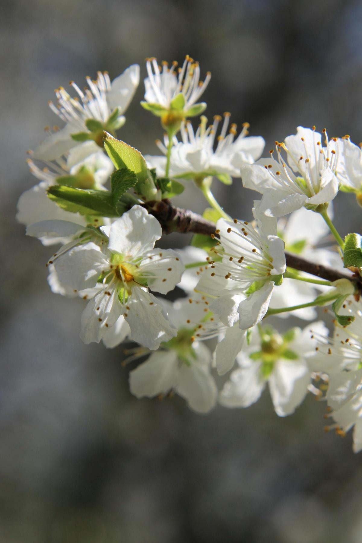 Découvrir la marque Spinée - Cosmétiques Découvrir la marque Spinée - Cosmétiques