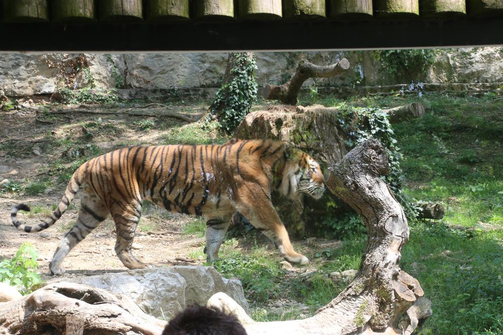 18 giugno - GITA al parco Le Cornelle