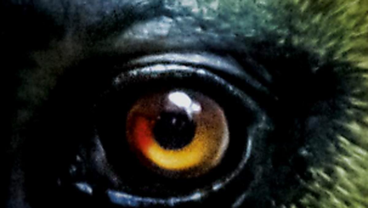 LIVRE. Âmes animales