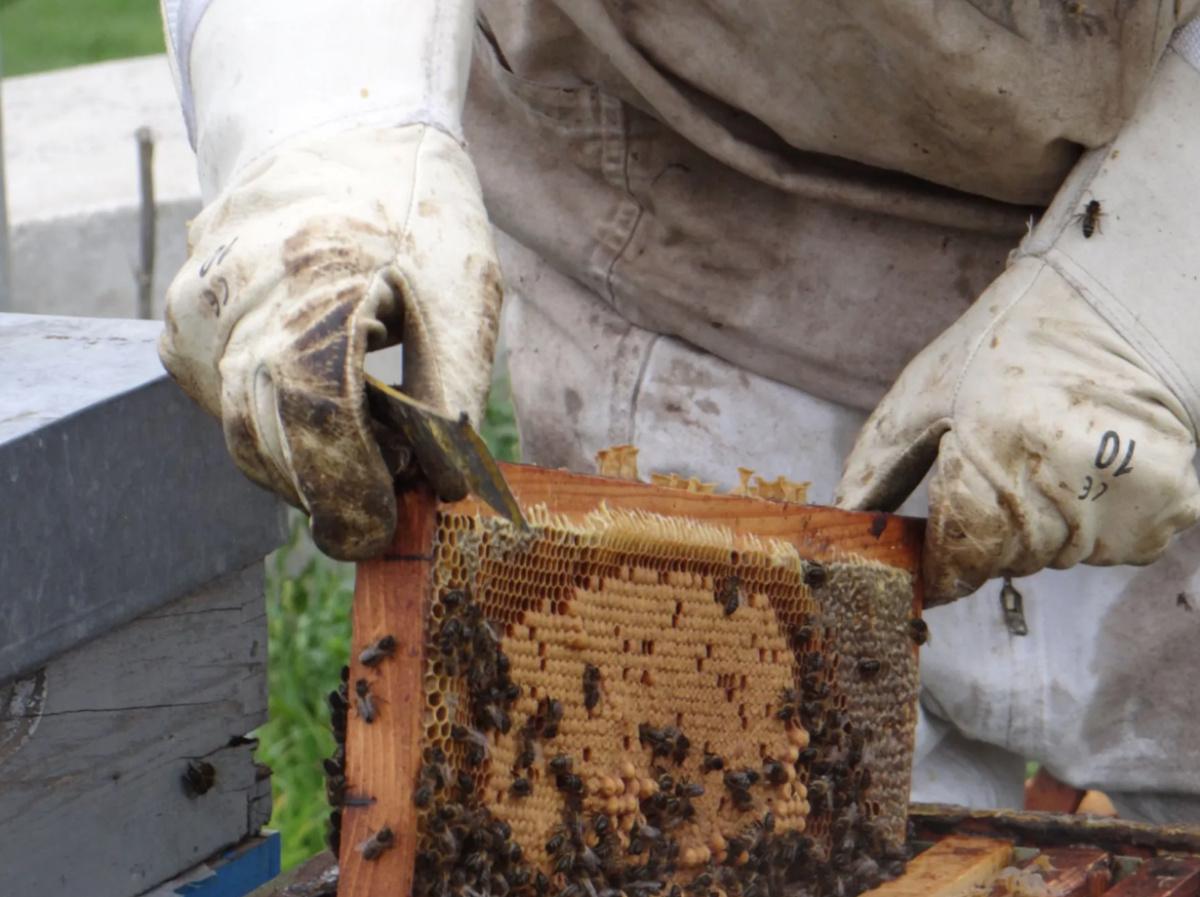 🐝 Initiez-vous à l’apiculture avec Philippe