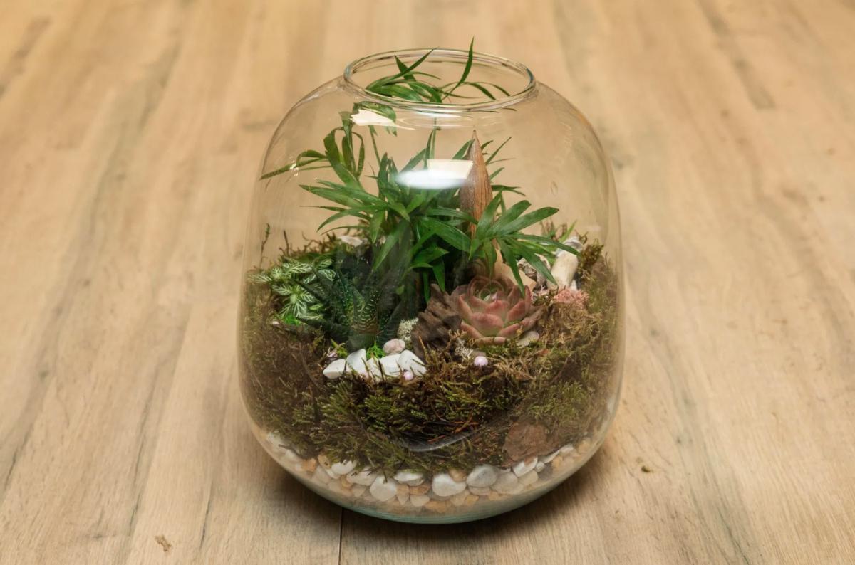 🌿 Crée ton terrarium végétal avec Martine 🌿 Crée ton terrarium végétal avec Martine