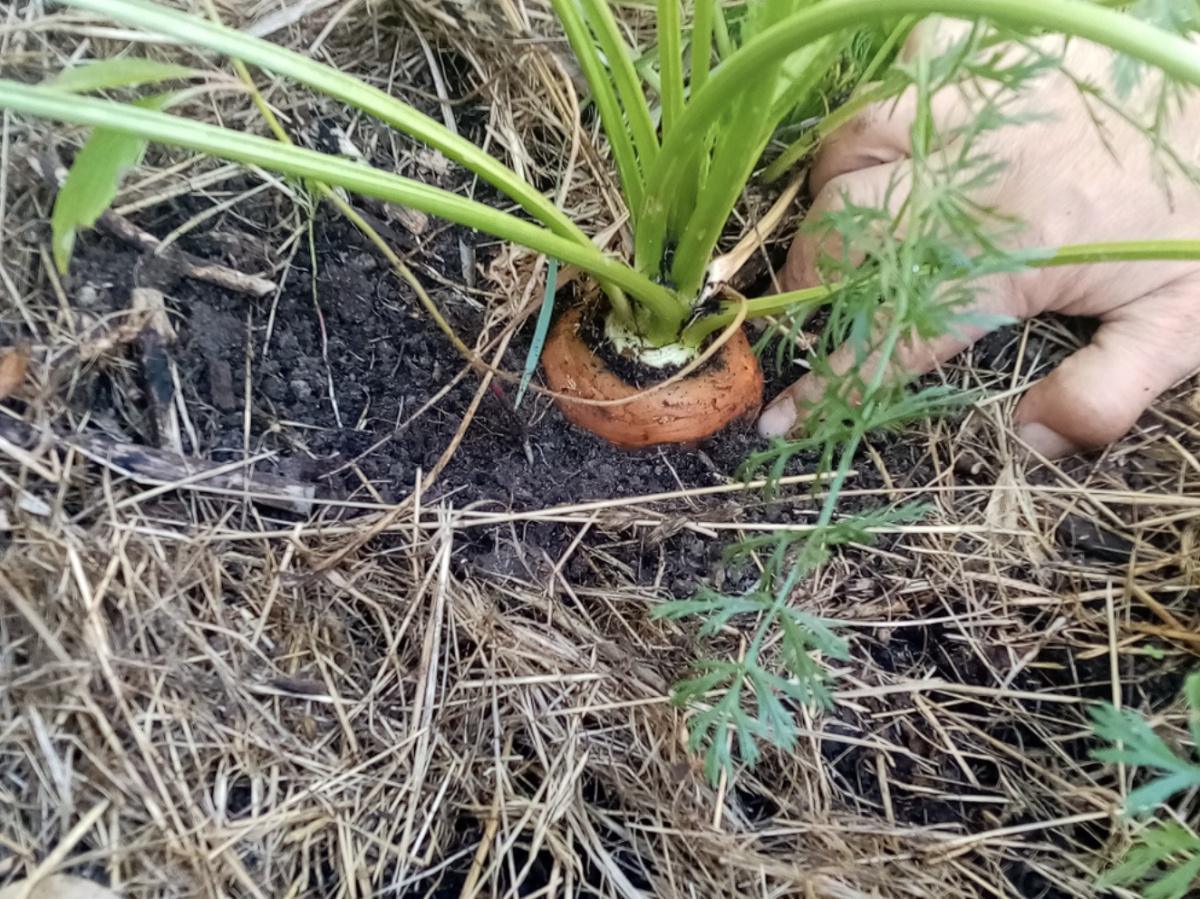 Atelier jardin/potager au Parc Bocquet Atelier jardin/potager au Parc Bocquet