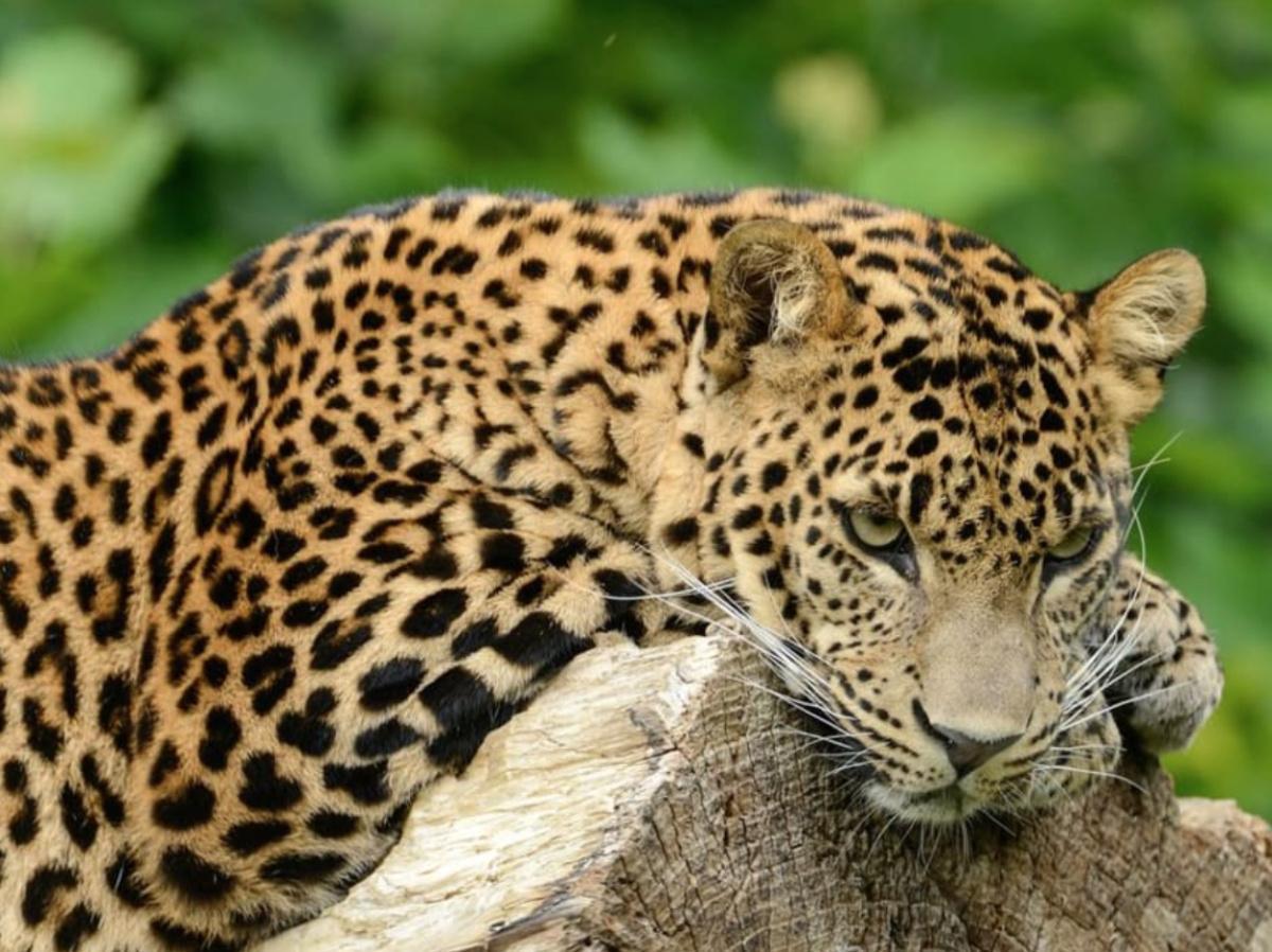 🦁 Escapade sauvage au Zoo de Maubeuge 🦁 Escapade sauvage au Zoo de Maubeuge