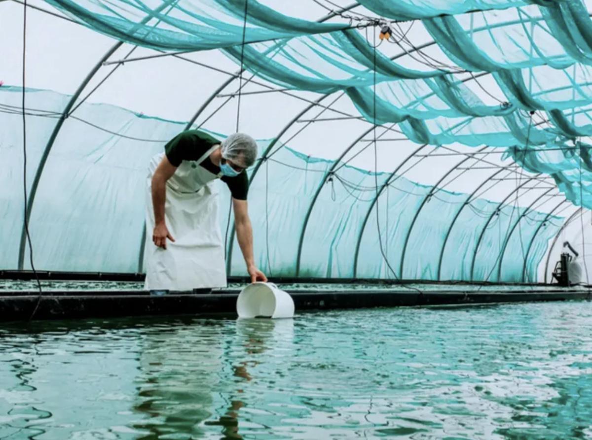 🌿 Atelier découverte de la Spiruline avec Xavier et Solène 🌿 Atelier découverte de la Spiruline avec Xavier et Solène