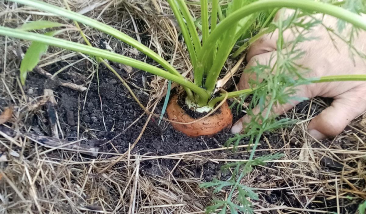 Atelier jardin/potager au Parc Bocquet Atelier jardin/potager au Parc Bocquet