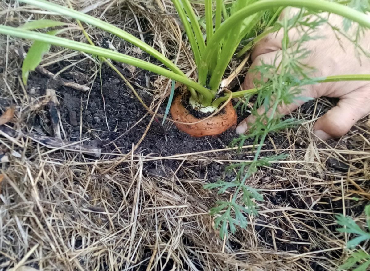 Atelier jardin/potager au Parc Bocquet
