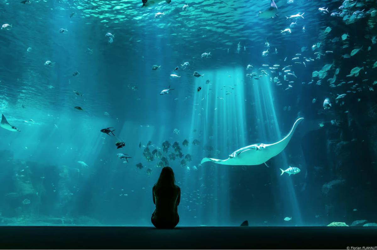 🌊 Nausicaá : Immersion dans le plus grand aquarium d'Europe 🌊 Nausicaá : Immersion dans le plus grand aquarium d'Europe