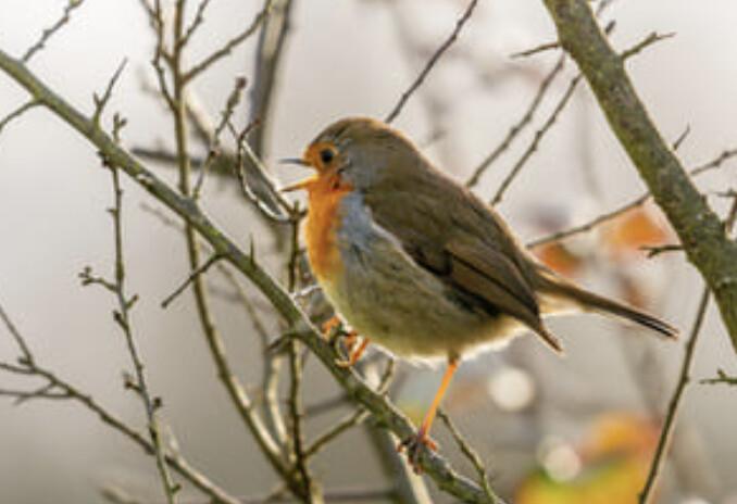 Les oiseaux des jardins au Jardin Buissonniers Les oiseaux des jardins au Jardin Buissonniers