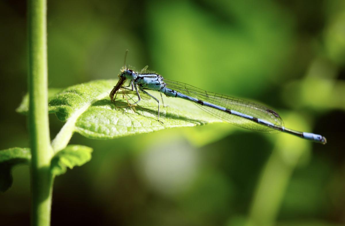 À LA DÉCOUVERTE DES ZONES HUMIDES au PARC DE LA CITADELLE À LA DÉCOUVERTE DES ZONES HUMIDES au PARC DE LA CITADELLE