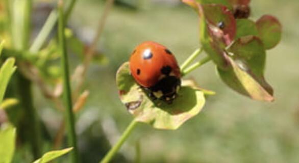 En quête de biodiversité au parc de la Charité