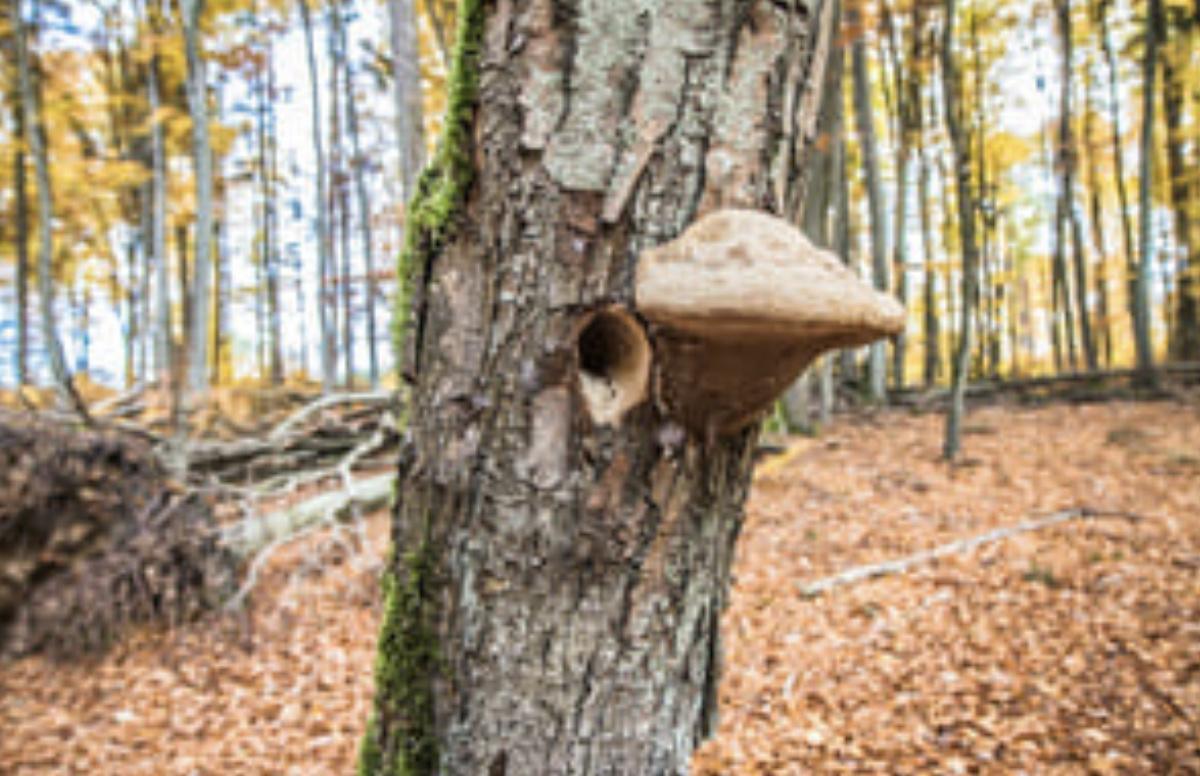 Un cimetière plein de vie au cimetière Mont-à-Camp Un cimetière plein de vie au cimetière Mont-à-Camp