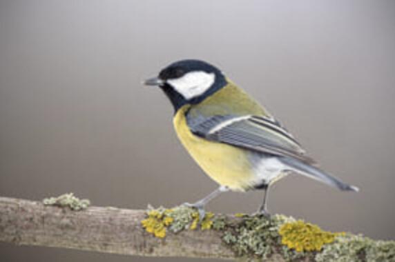 L'aube des oiseaux à la Mairie de quartier Lille-Moulins L'aube des oiseaux à la Mairie de quartier Lille-Moulins