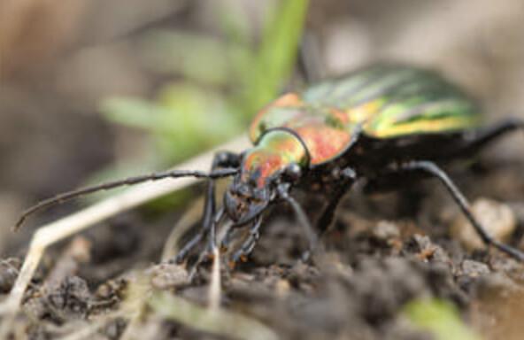 Les petites bêtes du sol au jardin Jeanne Barret