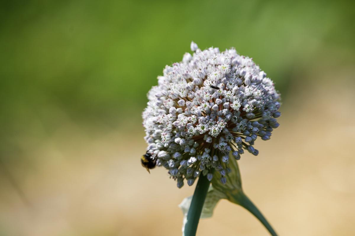 Les p'tites bêtes en herbe à la Ferme Marcel Dhénin Les p'tites bêtes en herbe à la Ferme Marcel Dhénin