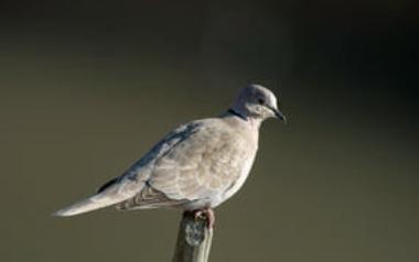 Apprendre à reconnaître les oiseaux au Parc des Buissonets