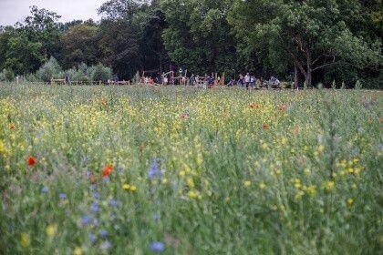 Balade sauvage : des plantes à déguster au Parc de la Citadelle Balade sauvage : des plantes à déguster au Parc de la Citadelle