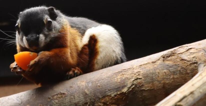 Atelier parent-enfant «&nbsp;Le goûter des animaux&nbsp;» au Zoo de Lille