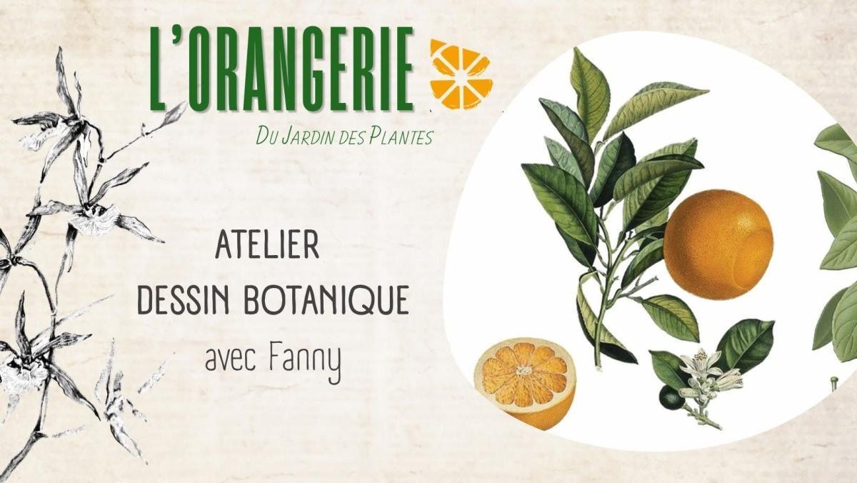 Atelier dessin botanique à L'Orangerie
