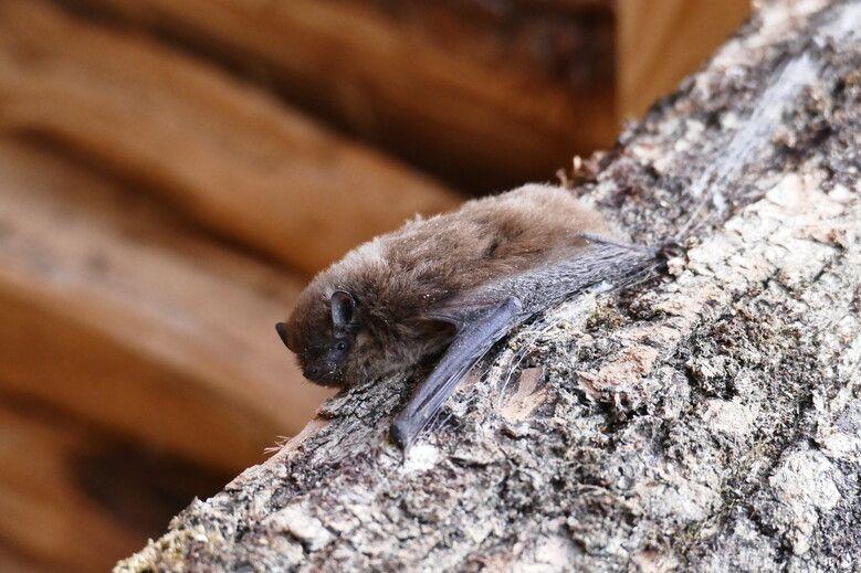 La tête en bas - Nuit de la Chauve-souris au quai Géry Legrand