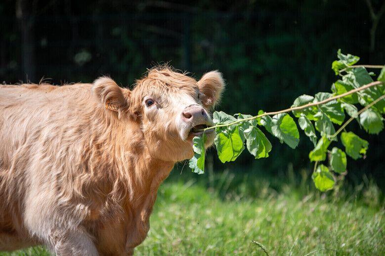 Aidons aux soins des animaux à la Ferme Pédagogique Marcel Dhénin Aidons aux soins des animaux à la Ferme Pédagogique Marcel Dhénin