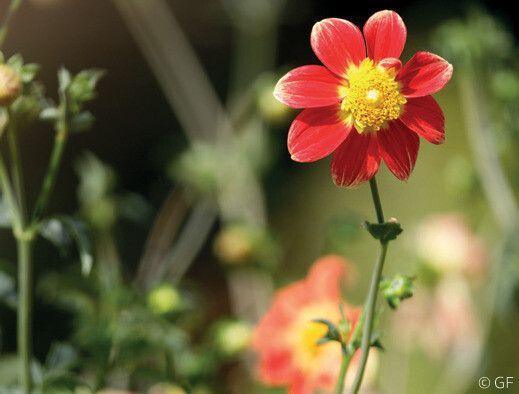 Confection de bouquets de dahlia au Jardin des plantes