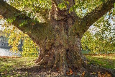 Voyage au centre de l'arbre au Parc de la Citadelle Voyage au centre de l'arbre au Parc de la Citadelle
