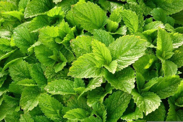 Balade botanique et dégustation au Jardin des plantes