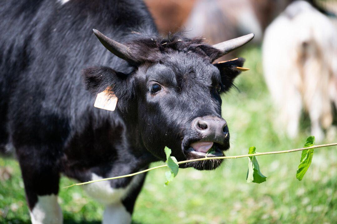 Visite sensorielle spéciale soigneurs animaliers à la Ferme Marcel Dhénin Visite sensorielle spéciale soigneurs animaliers à la Ferme Marcel Dhénin