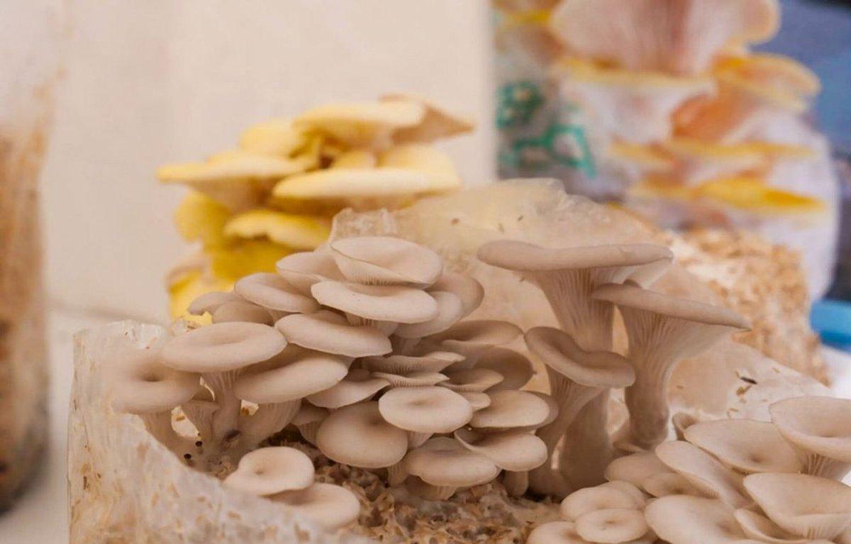 Réalisez votre kit de production de champignons à Lille Réalisez votre kit de production de champignons à Lille