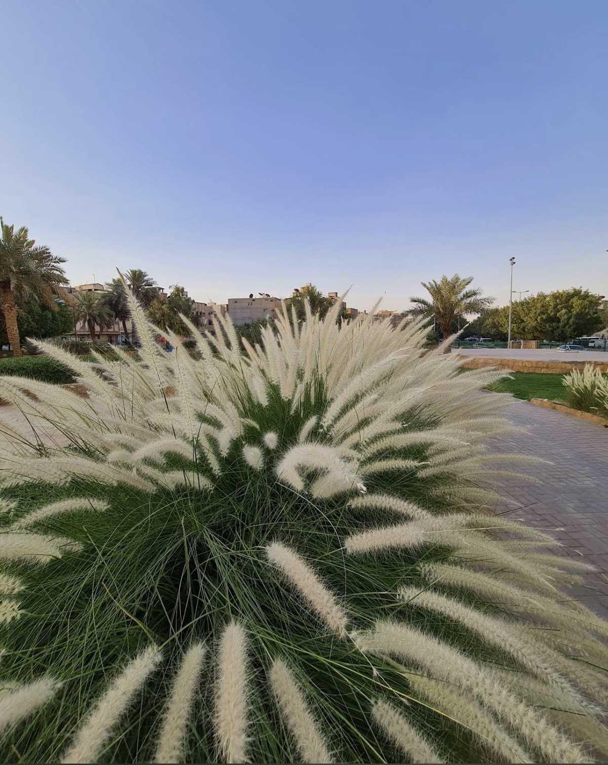 Telal Park - حديقة التلال Telal Park - حديقة التلال