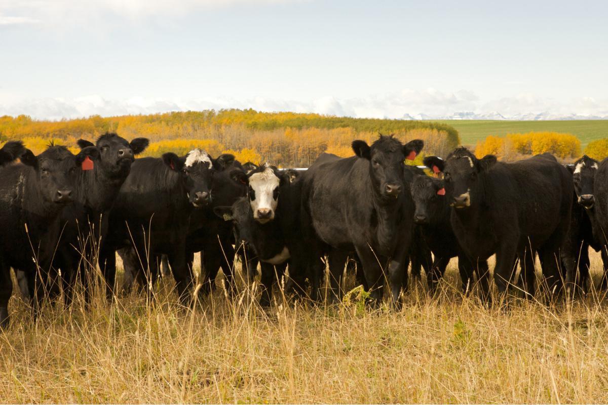 Willow Creek Angus Willow Creek Angus