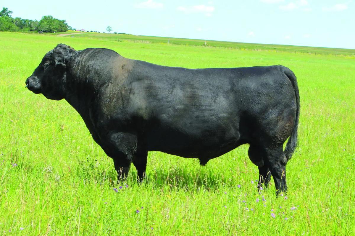 Merit Cattle Co. Merit Cattle Co.