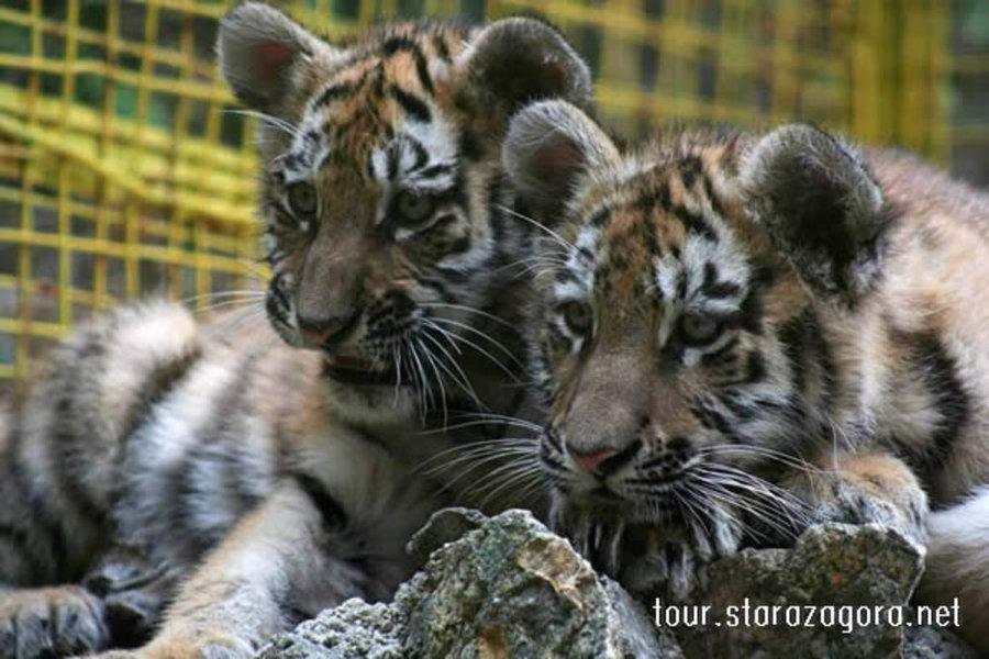 Зоологическа градина Зоологическа градина