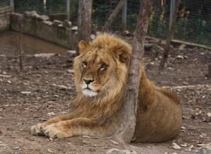 Зоологическа градина Зоологическа градина