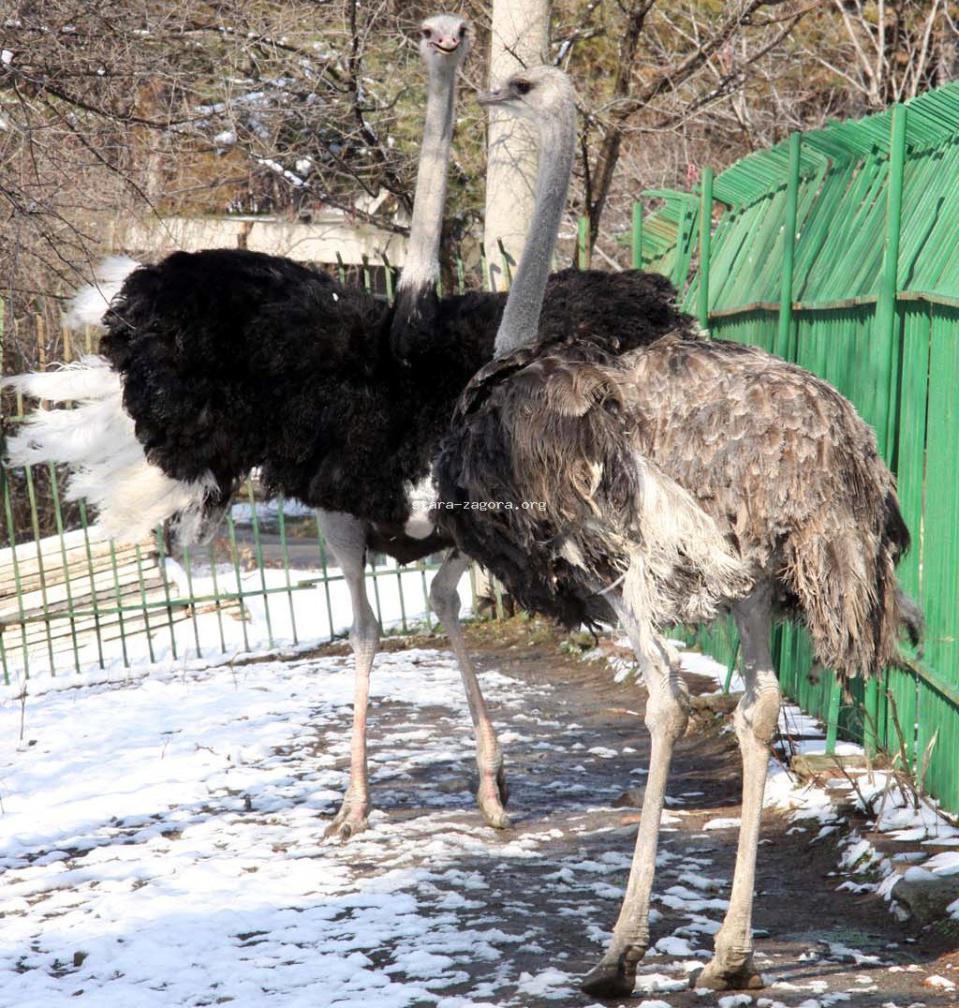 Зоологическа градина Зоологическа градина
