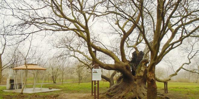 Парк “Бедечка”(Парк Загорка) Парк “Бедечка”(Парк Загорка)